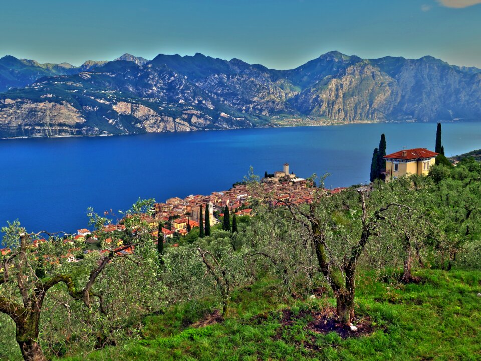 Olive trees panorama lake