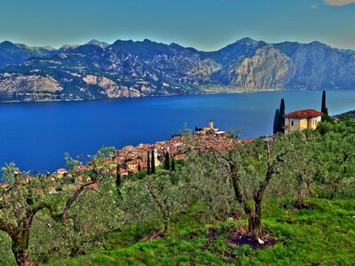 Olive trees panorama lake photo