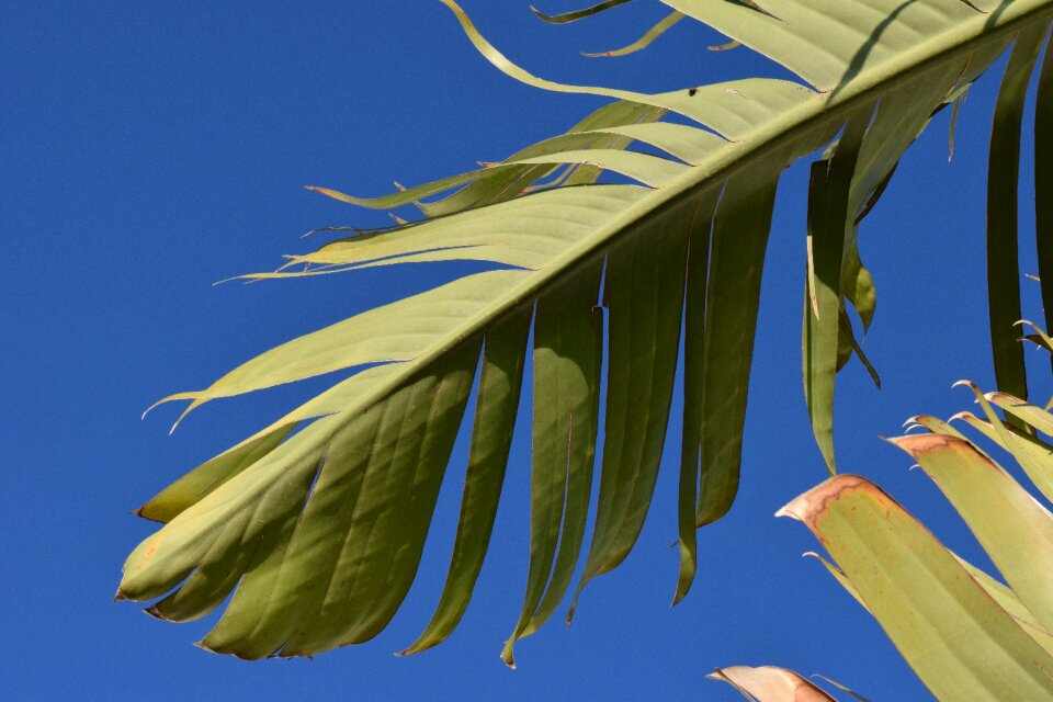 Banana plant green banana shrub