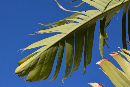 Banana plant green banana shrub