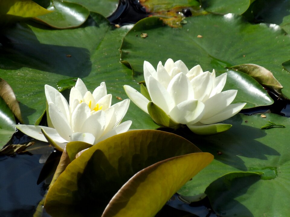 Pond aquatic plant flowers