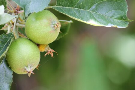 Green apple tree wild apple tree