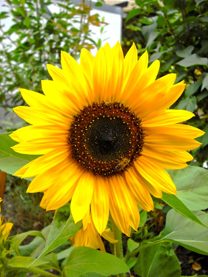 Garden helianthus plant