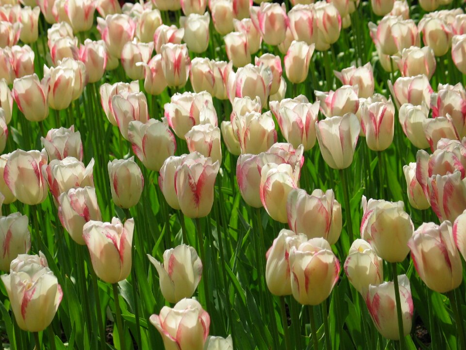 Flora flower spring