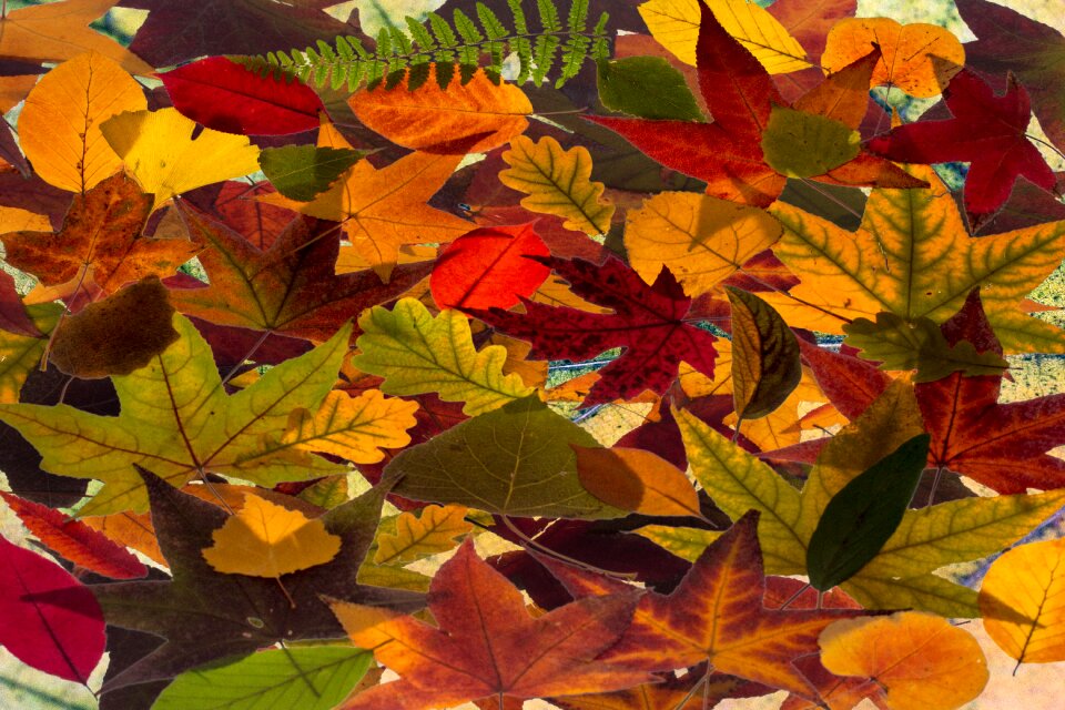 Composition arrangement foliage