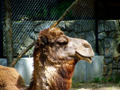 Camel portrait animal ungulates photo