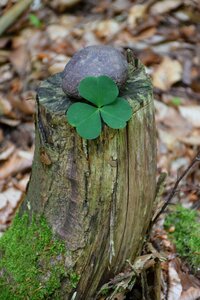 Tree stump nature original