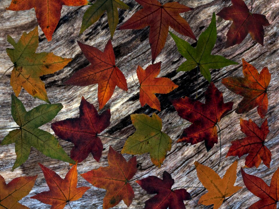 Composition dry leaves fall foliage