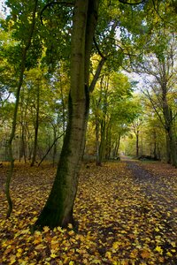 Fall color trees autumn forest photo