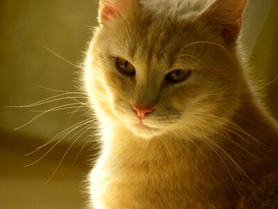 Cat red feline