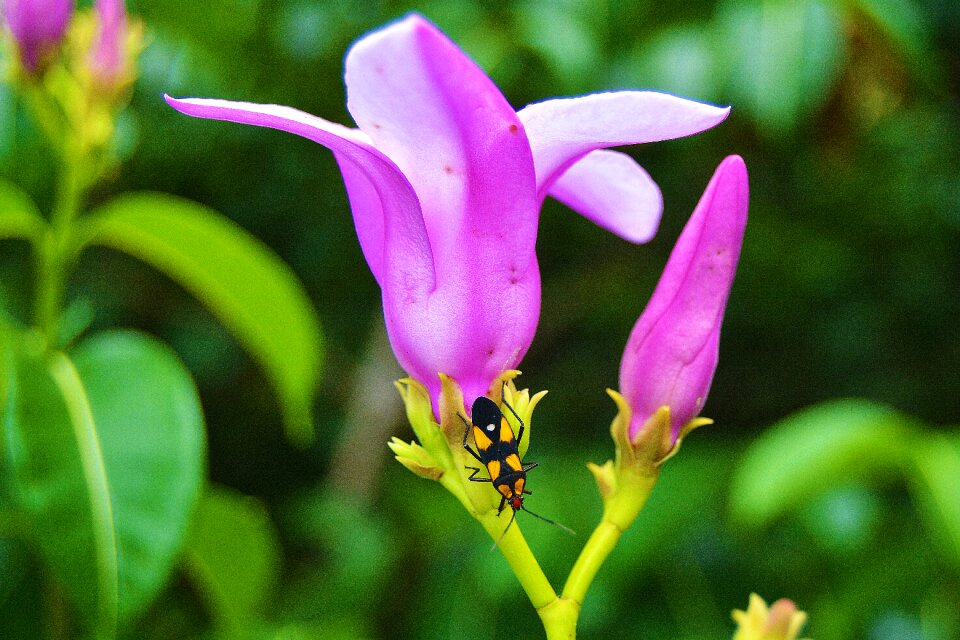 Violet garden flowers
