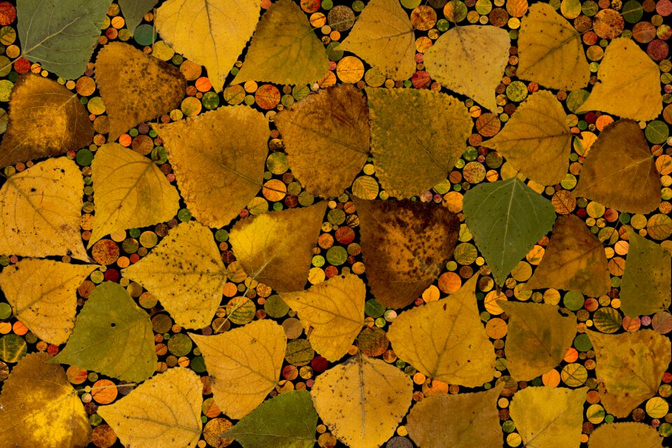 Fall foliage arrangement foliage