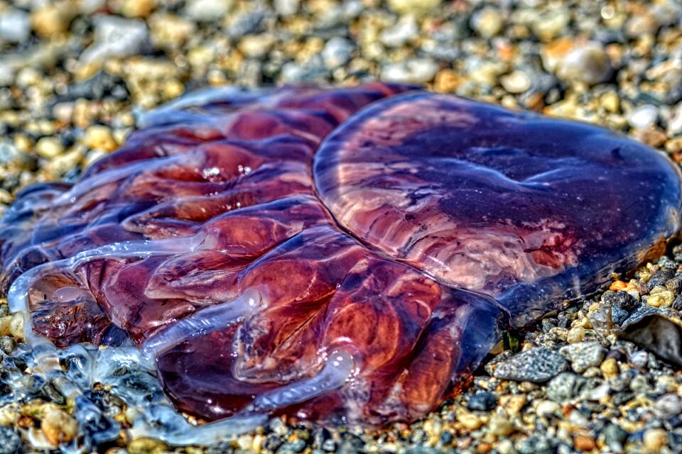 Ocean nature marine