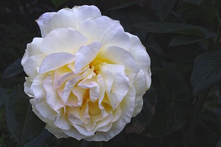 Blossom bloom white roses
