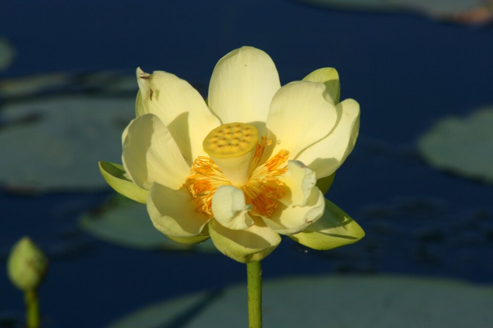 Florida flower water lily