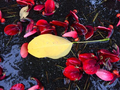 Flowers red drop of water