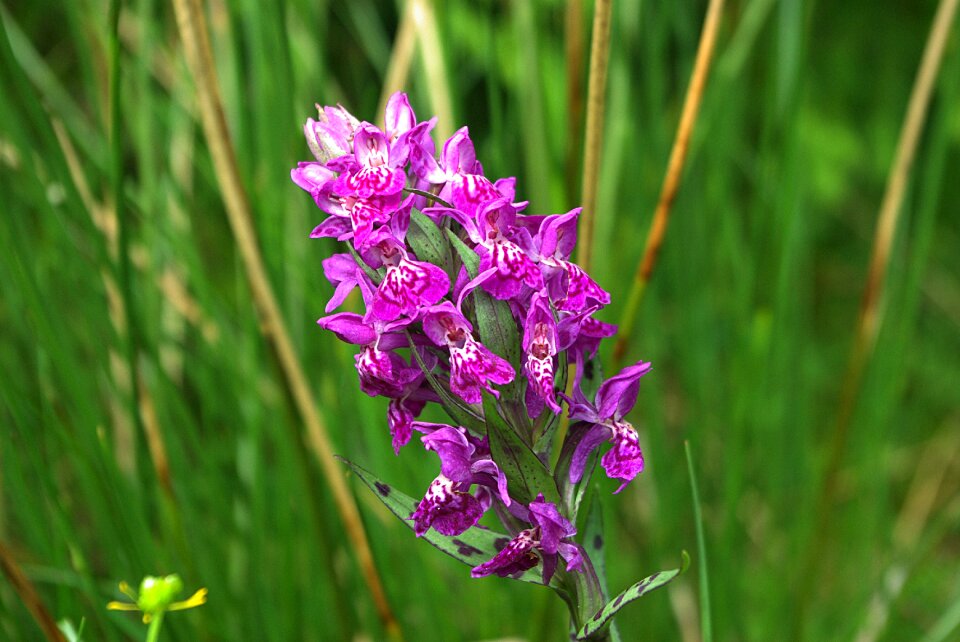 Blossom bloom heath spotted orchid