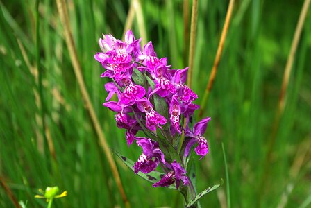 Blossom bloom heath spotted orchid photo