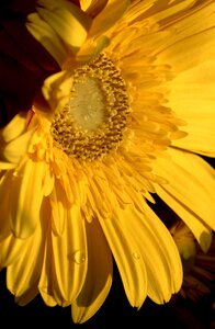 Daisy garden color