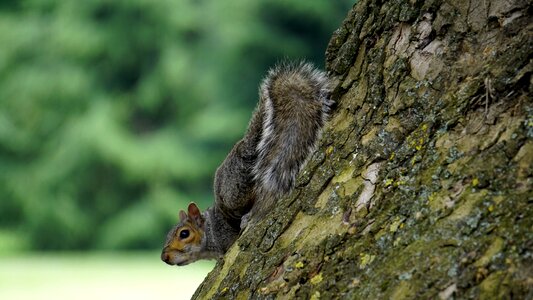 Squirrel fur tail