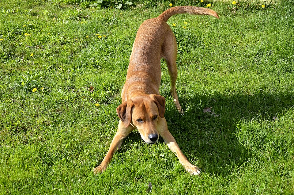 Brown funny quadruped
