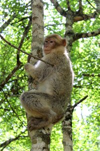 Animal park zoo trees photo