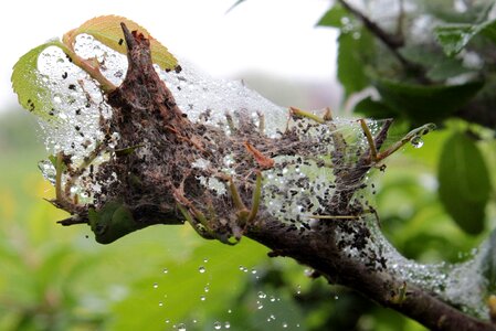 In the boughs of hawthorn cobweb-like wet