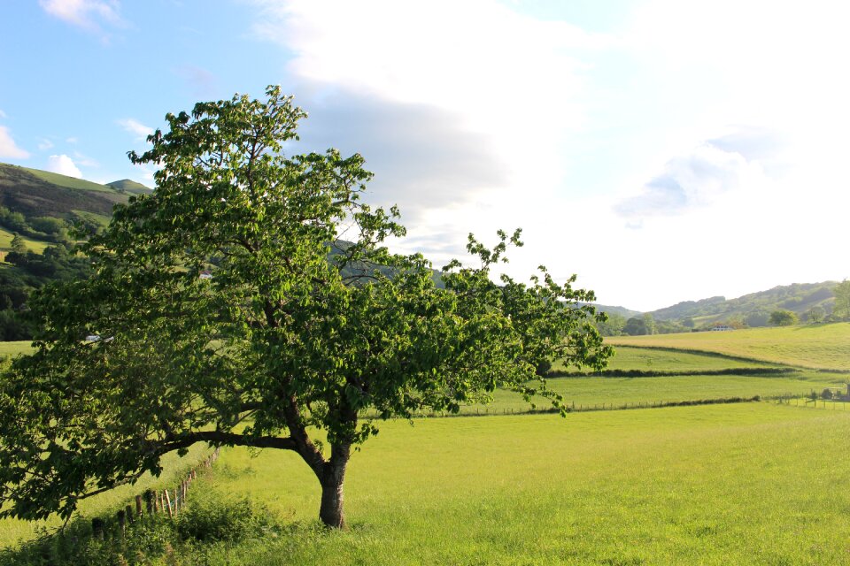 You field landscape