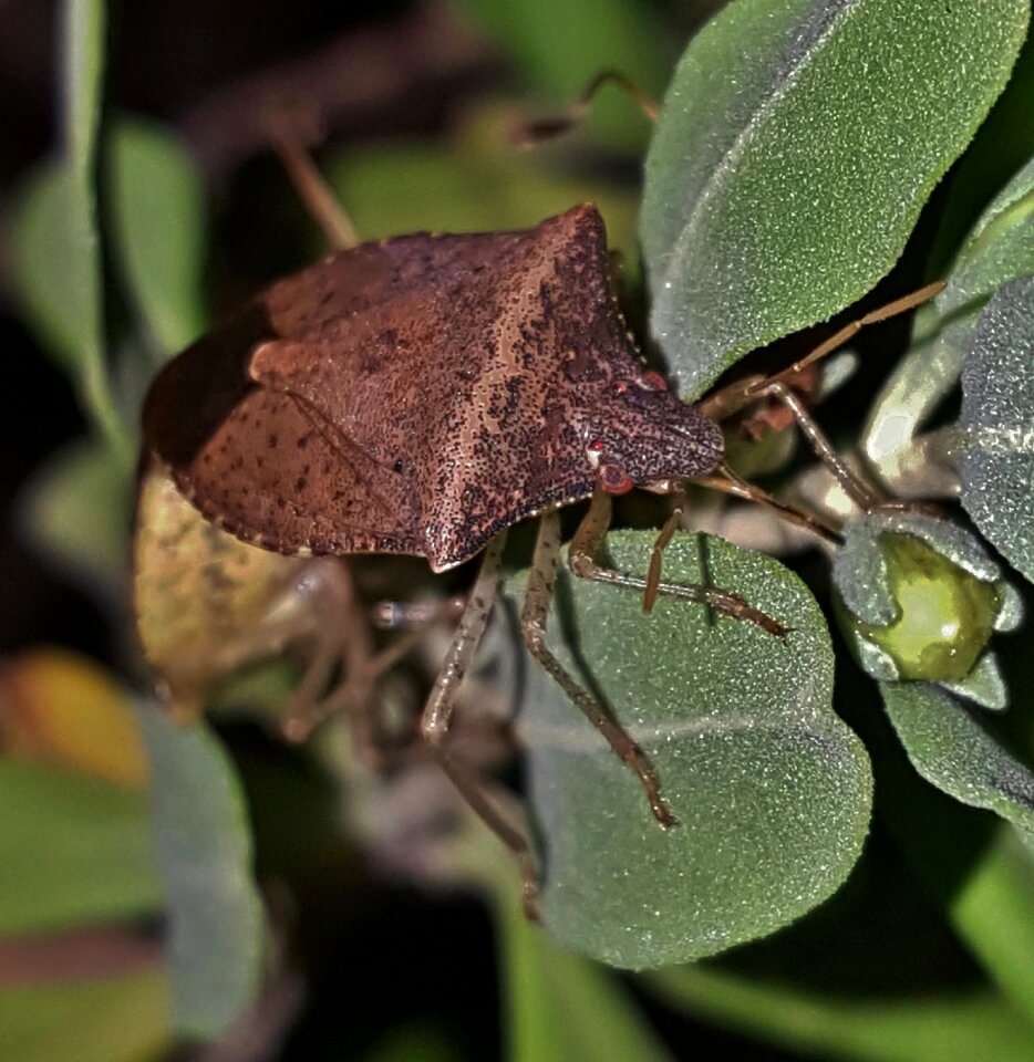 Insect brown bug flying insect