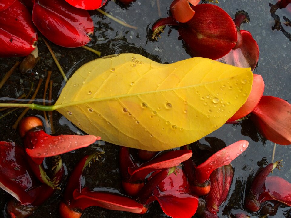 Flowers red drop of water