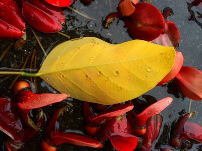 Flowers red drop of water