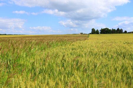 Fields cornfield cereals photo