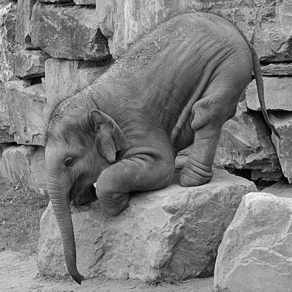 Mammal nature cute