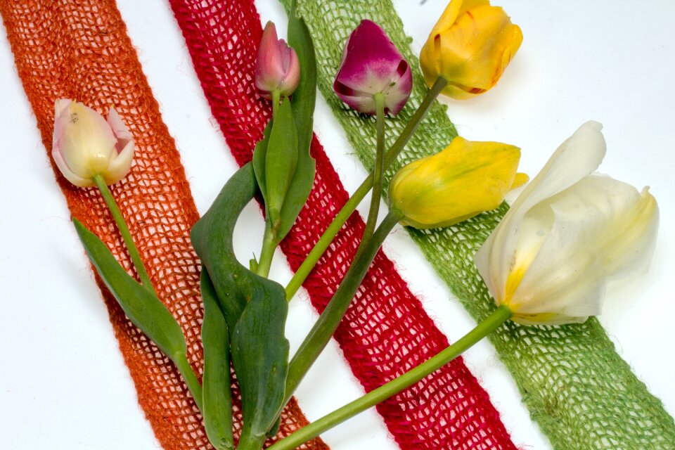 Tulips bouquet of flowers spring