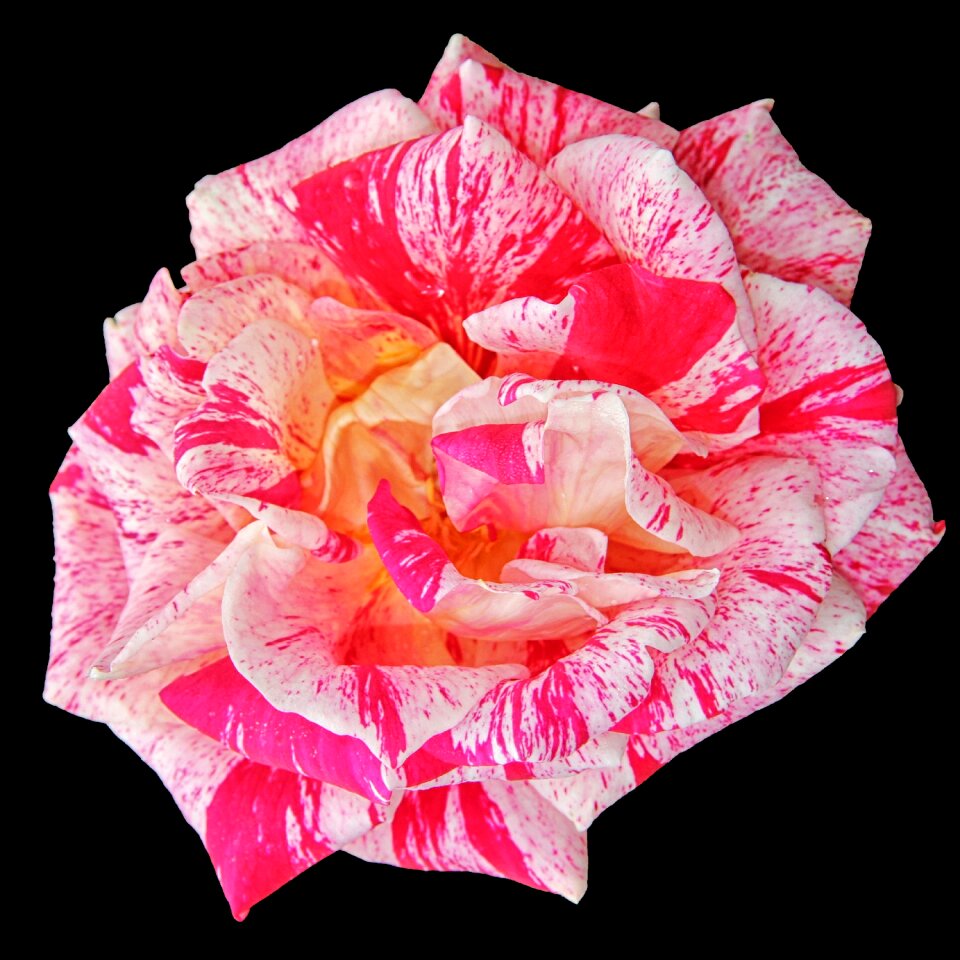 Garden flower black background