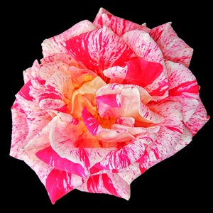 Garden flower black background