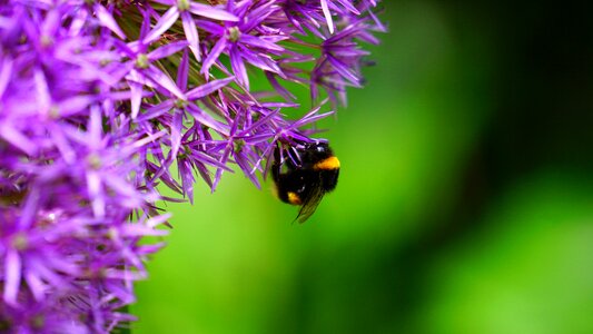 Nature spring petal photo