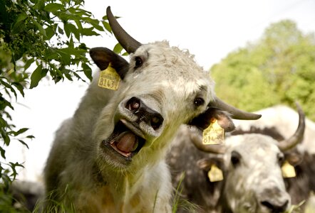 Cattle agriculture switzerland