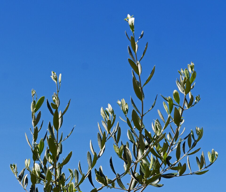 Blue mediterranean oil