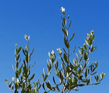 Blue mediterranean oil