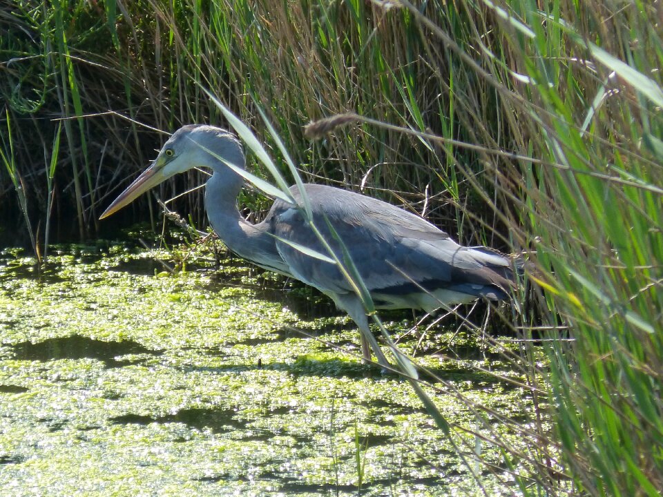 Bernat pescaire duck wetland photo