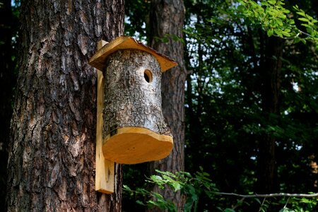 Birdhouse breeding shed summer