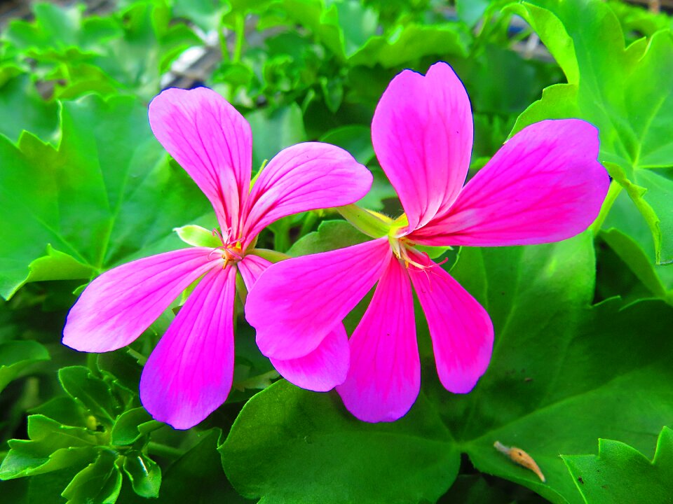 Pink pelargonium summer