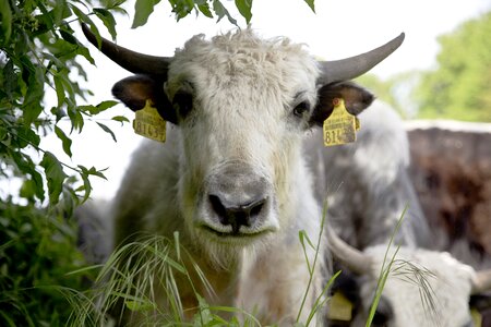 Cattle agriculture switzerland
