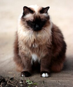 Siamese fat gray