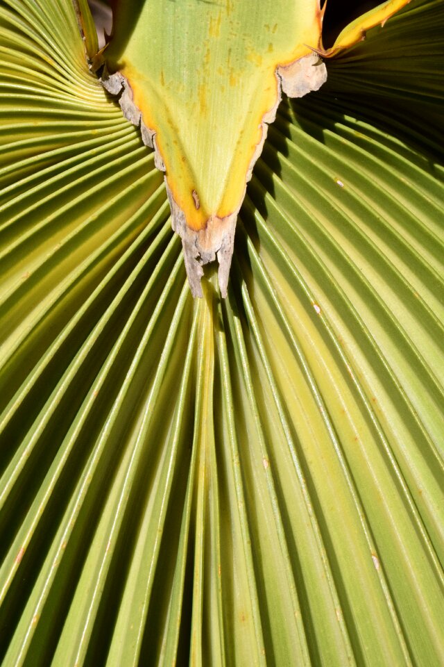 Pattern background fan palm