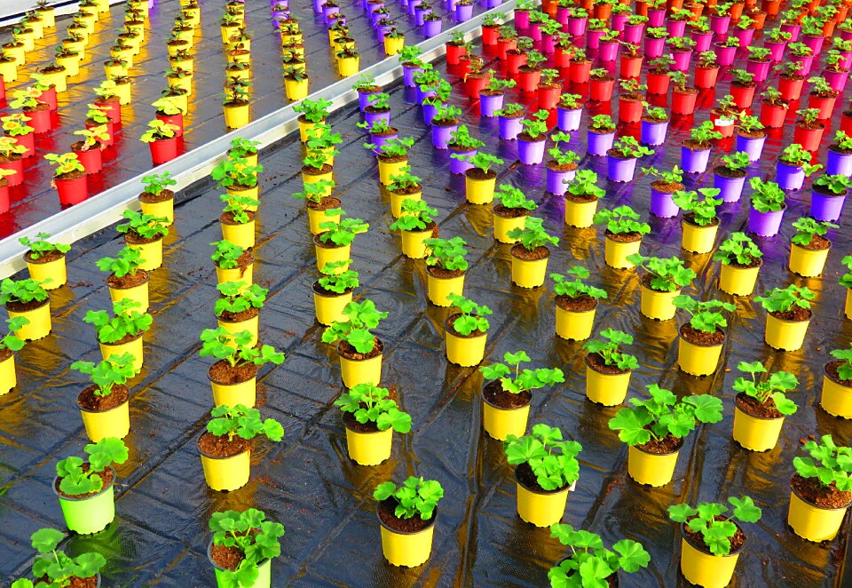 Geranium culture horticulture