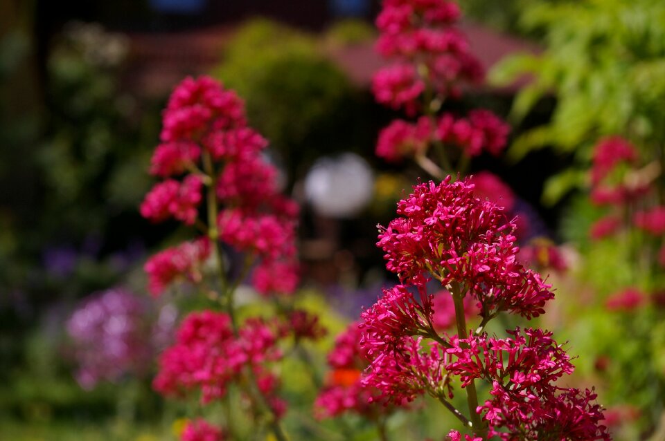 Flower garden blossom