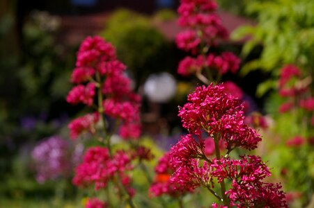 Flower garden blossom
