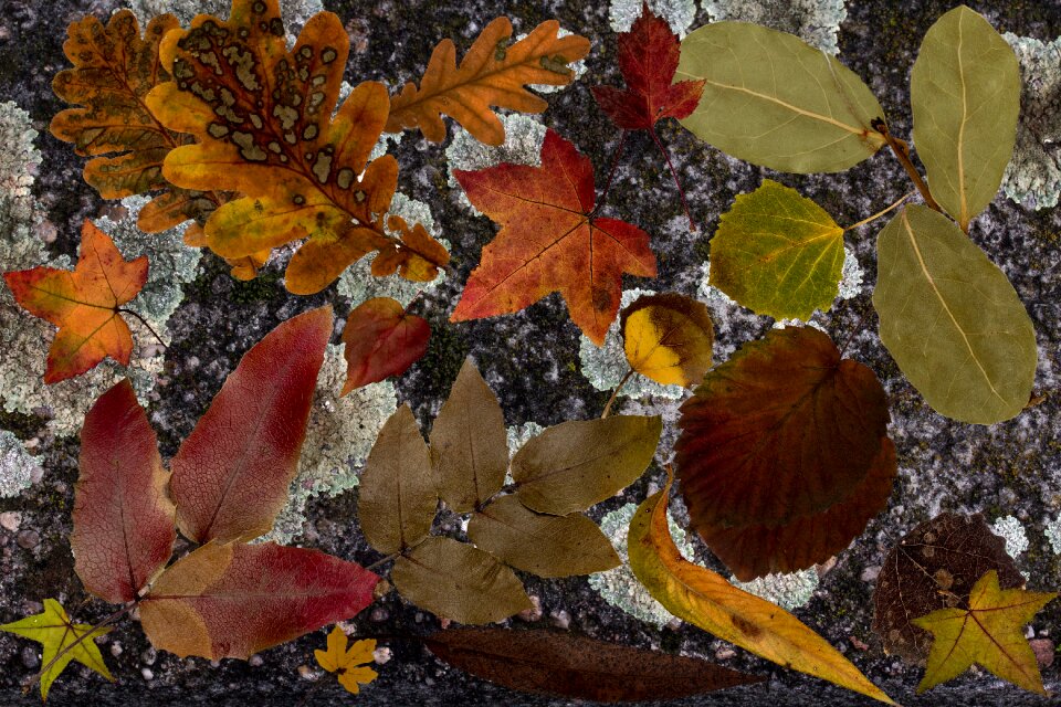 Dry fall leaves background